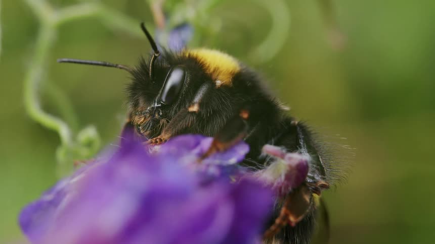 A macro closeup of a fuzzy bumblebee resting on a vibrant purple flower in a lush green garden