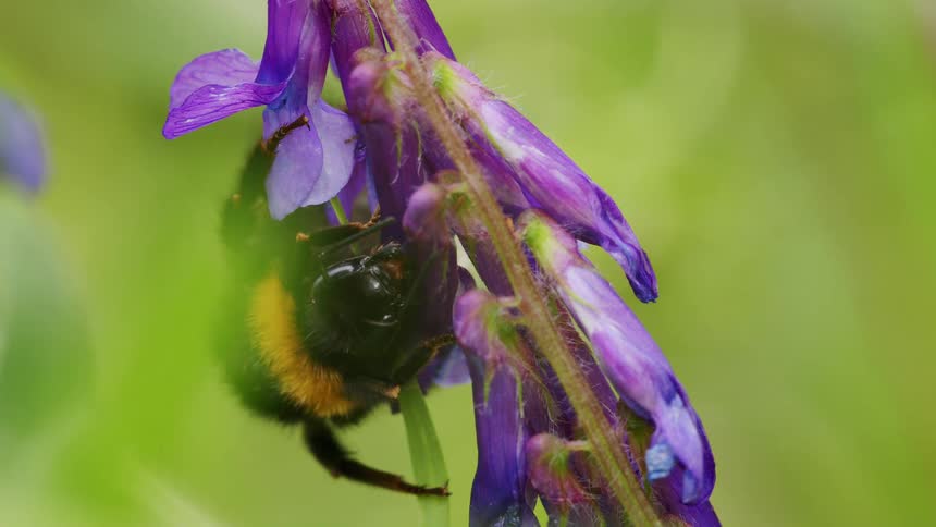 A detailed macro shot shows a fuzzy bumblebee feeding on the nectar of a purple wildflower