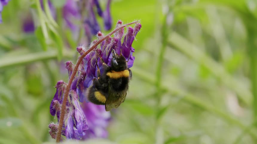 A close-up shot of a furry bumblebee hanging upside down from a purple wildflower, pollinating it in a lush green field