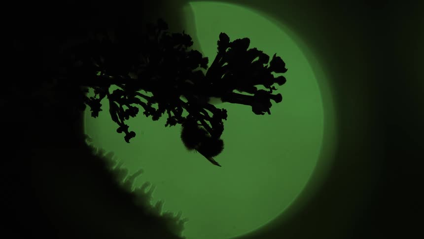 A dark silhouette of a bumblebee resting on a flower in front of a mysterious large green light