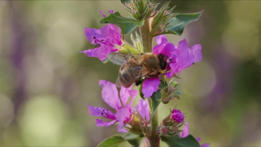 A honeybee collects nectar from a vibrant purple flower in a detailed slow-motion close-up before flying away