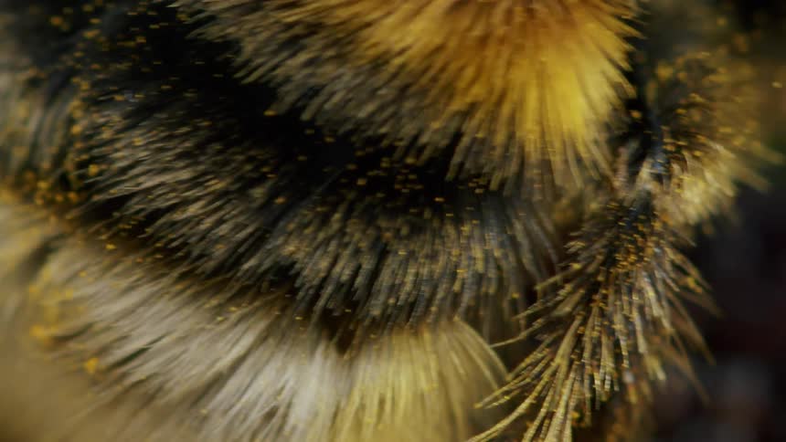 An extreme macro view reveals the intricate details of a bumblebee's fuzzy fur, sprinkled with tiny grains of yellow pollen