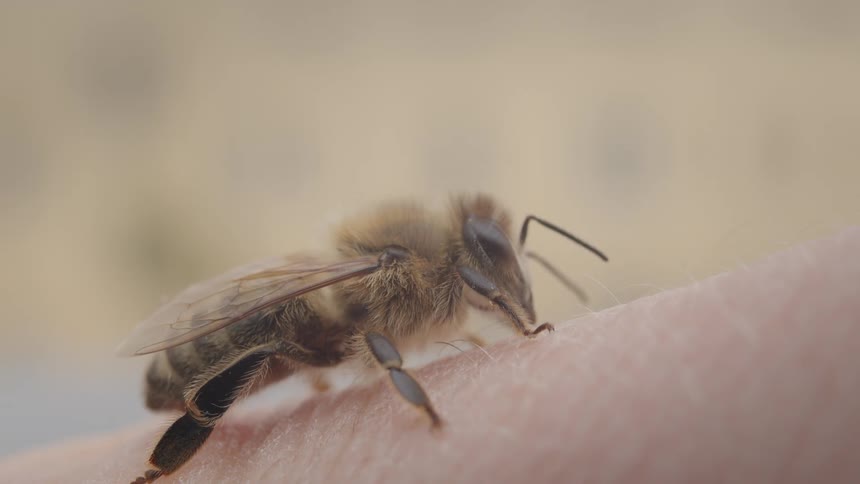 A detailed macro shot of a fuzzy honey bee resting on human skin and cleaning its antennae and mouthparts