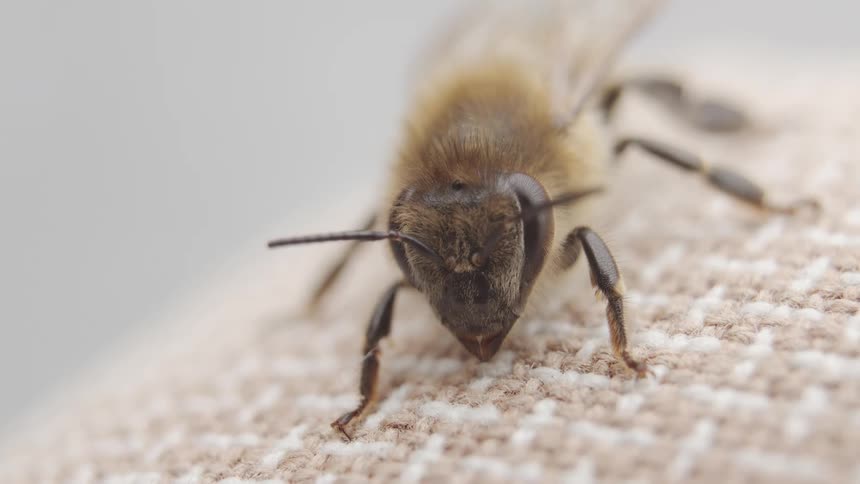 An extreme macro close-up of a furry honeybee's head and antennae as it rests on a textured surface