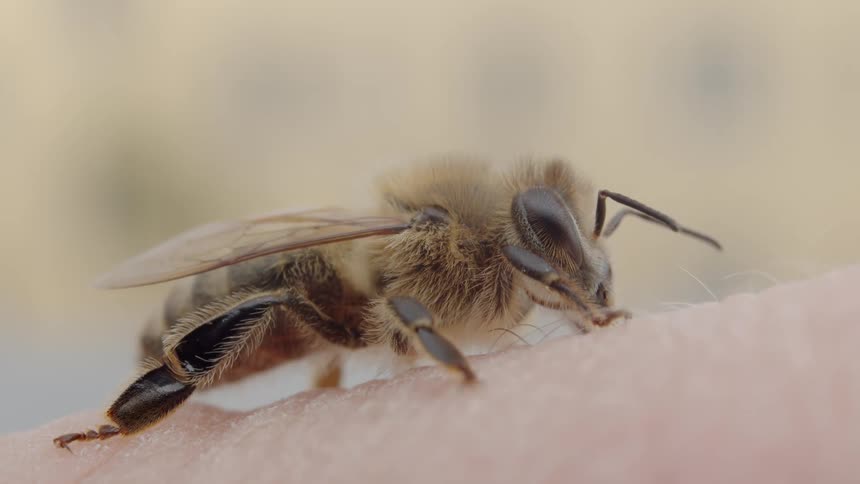 A macro close-up shot of a furry honey bee resting peacefully on human skin