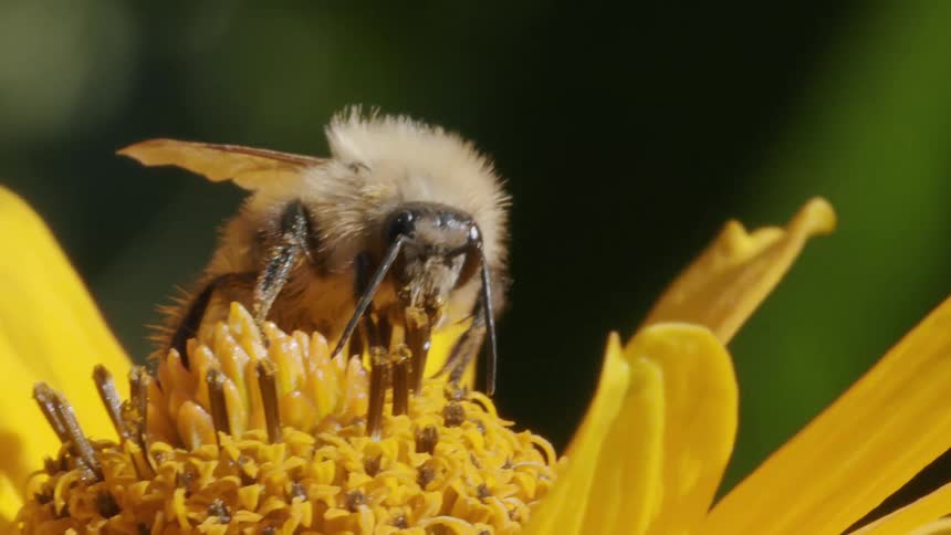 A detailed macro view captures a fuzzy bee diligently feeding on the nectar of a bright yellow flower in slow motion