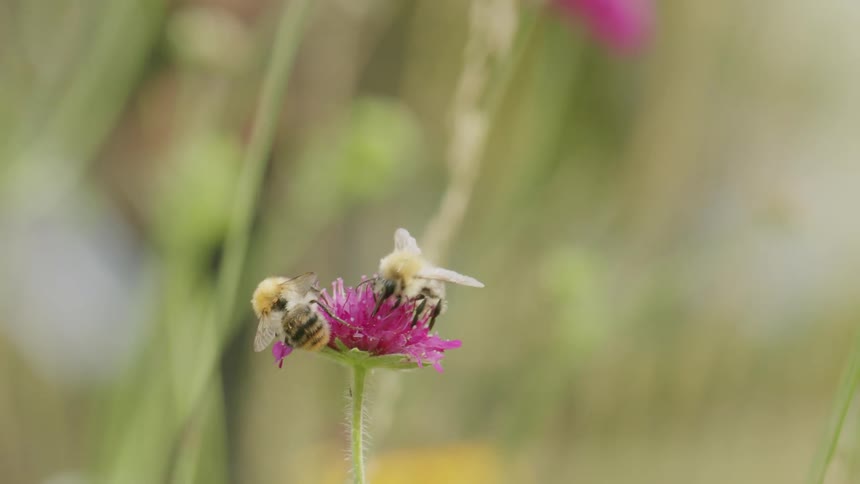 Two bumblebees collect nectar from a pink wildflower in slow motion before one flies away