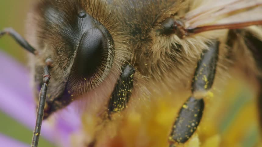 A detailed macro shot captures a honeybee's eye and furry body covered in yellow pollen while on a flower