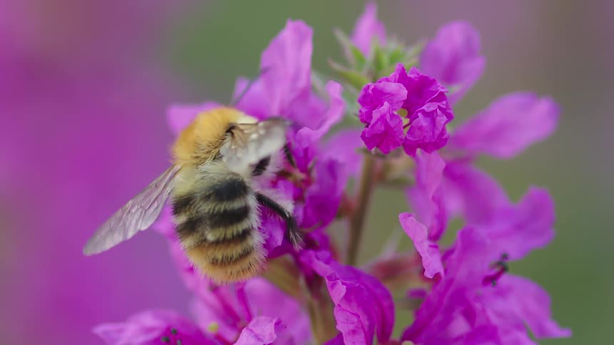 In a slow-motion macro view, a fuzzy bumblebee diligently pollinates a vibrant purple flower and then gracefully flies away