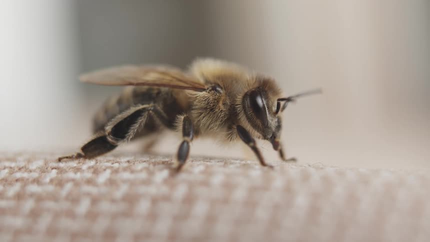 A macro close-up shot of a fuzzy honeybee resting still on a textured surface