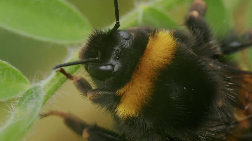 Extreme macro shot of a fuzzy bumblebee resting peacefully on a vibrant green leaf