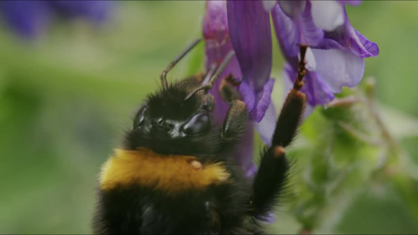 An extreme macro shot captures a fuzzy bumblebee feeding on a delicate purple wildflower