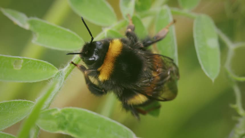 A macro closeup shows a fluffy bumblebee with yellow and black stripes resting on a vibrant green leaf