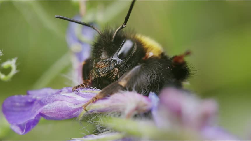 An extreme macro close-up shot of a sleepy bumblebee resting on a purple flower