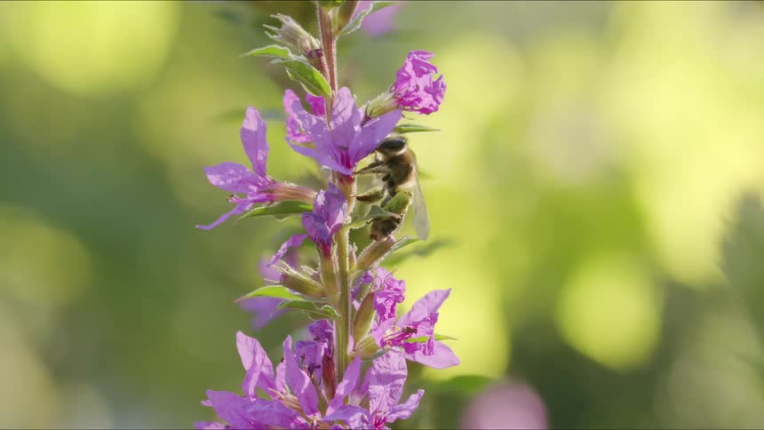 A close-up slow-motion shot of a honeybee gathering nectar from a vibrant purple wildflower