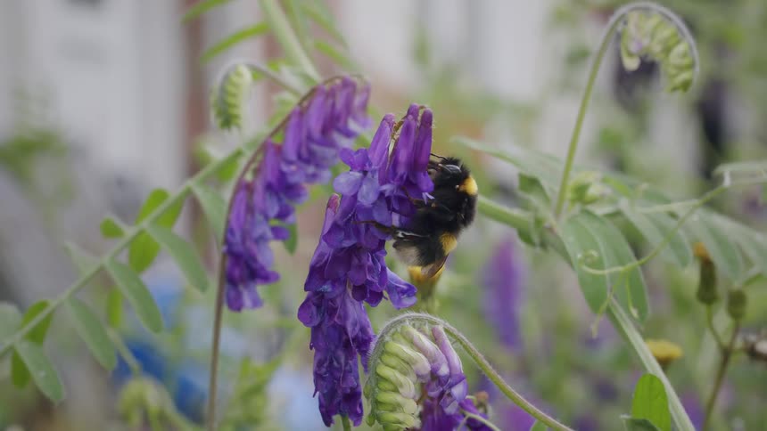 A close-up shot of a furry bumblebee pollinating a beautiful purple tufted vetch flower
