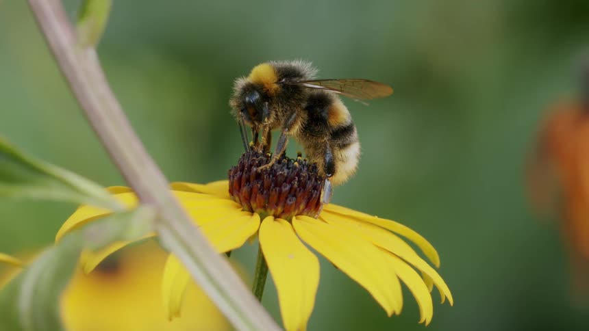 A detailed closeup shows a furry bumblebee gathering pollen from the center of a bright yellow coneflower