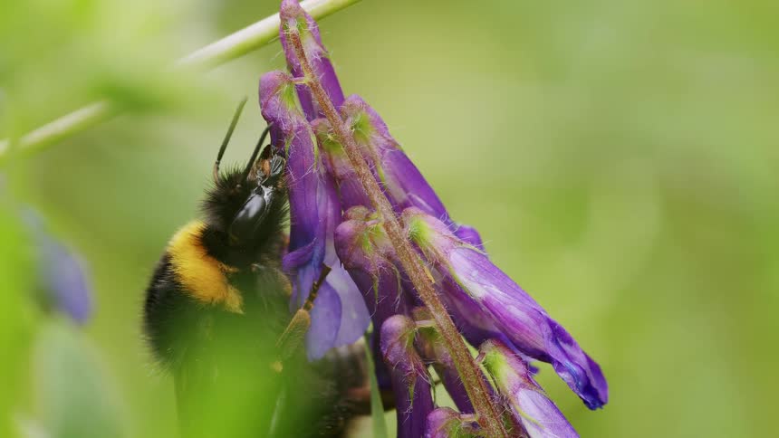 A detailed macro shot captures a furry bumblebee feeding on a vibrant purple flower in nature