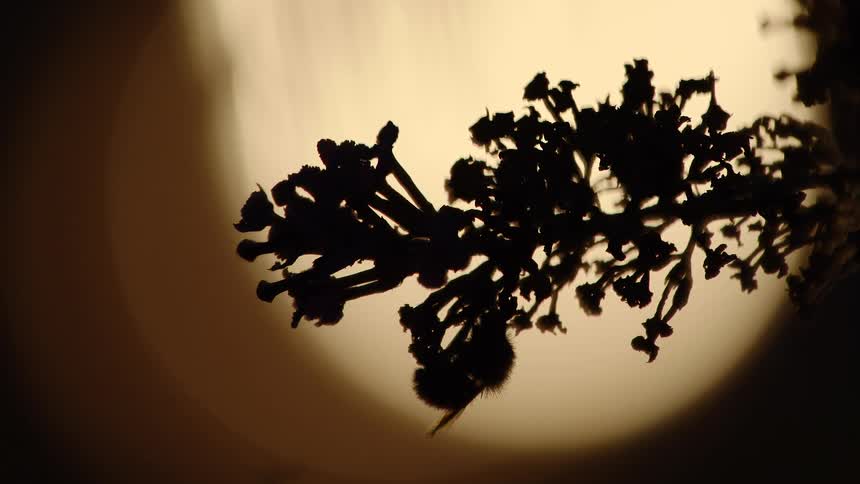 A silhouetted bumblebee crawls along a delicate flower cluster, backlit by the warm glow of a large, setting sun