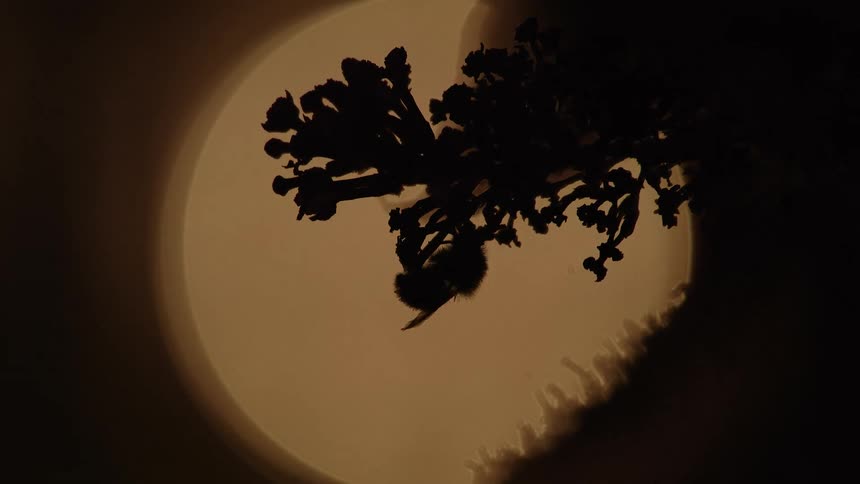 A bumblebee is silhouetted against a large golden moon while resting on a wildflower