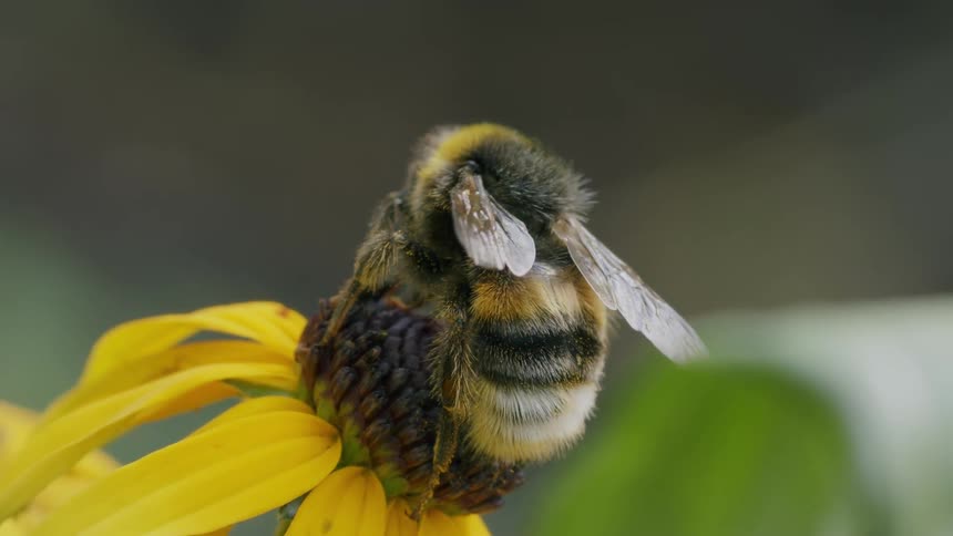 A fuzzy bumblebee collects nectar from the center of a vibrant yellow coneflower in a detailed macro shot