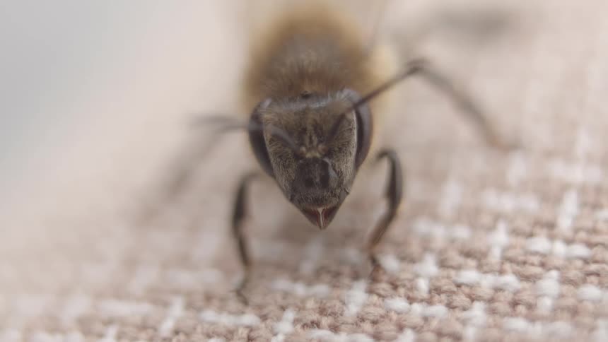 An extreme macro close-up of a honeybee's face as it twitches its antennae on a textured surface