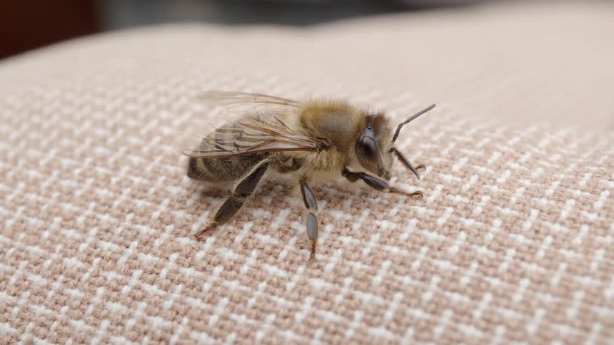 An extreme close-up macro shot shows a detailed view of a honeybee resting on a textured fabric