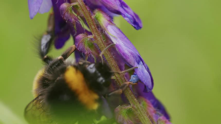 An extreme macro close-up shows a large bumblebee pollinating a purple tufted vetch flower against a soft green background