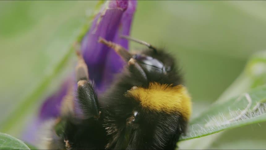 A detailed macro shot captures a fuzzy bumblebee as it rests and cleans itself on a vibrant purple flower