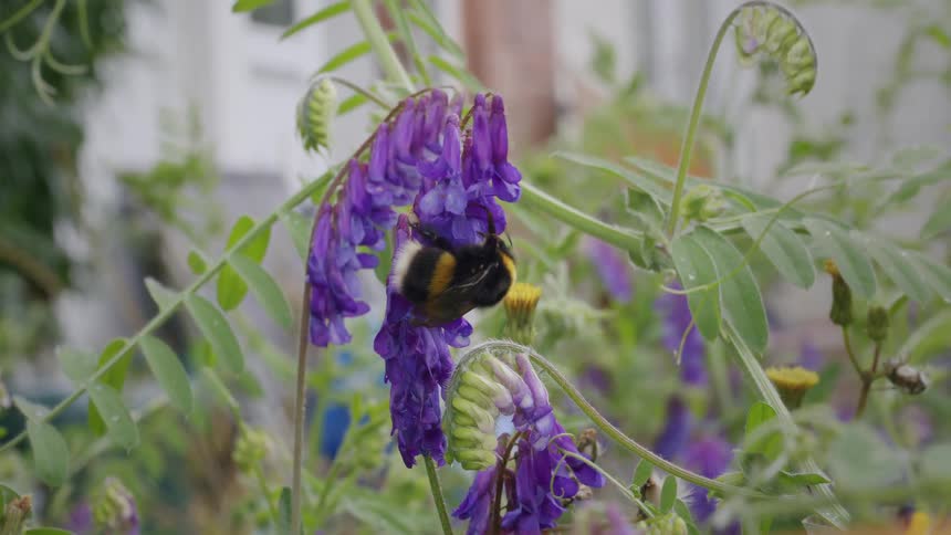 A fluffy bumblebee pollinates a vibrant purple vetch flower in a beautiful summer garden