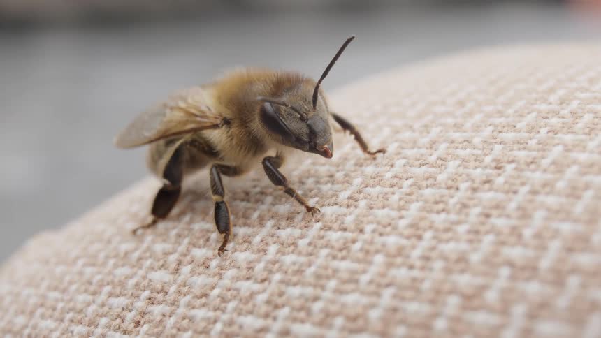 A fuzzy honeybee is seen in extreme close-up as it rests quietly on a light brown fabric