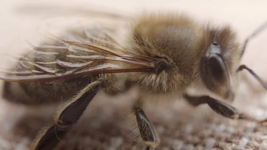 A macro close-up of a honey bee shows its furry body and delicate wings moving subtly