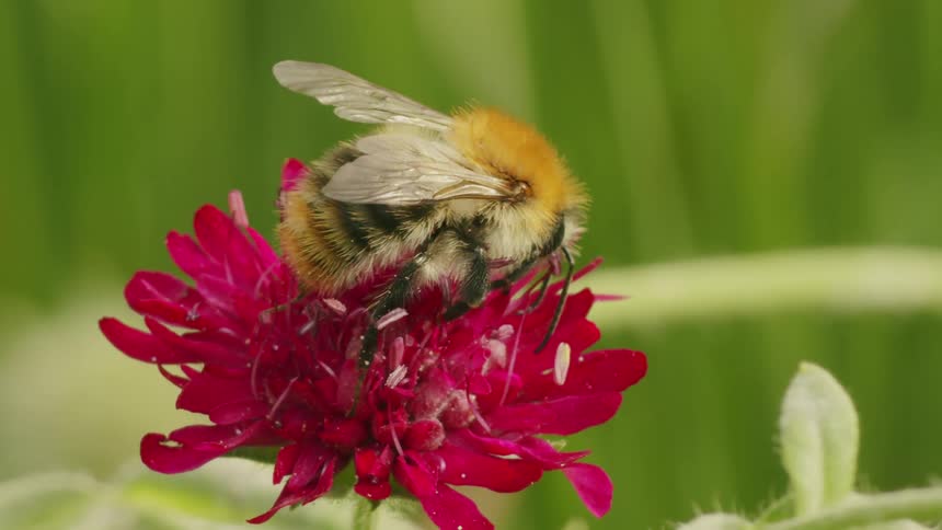 A macro close-up captures a furry bumblebee as it diligently collects nectar and pollen from a vibrant pink wildflower