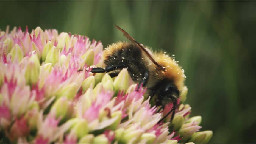 A macro slow-motion close-up shows a furry bumblebee covered in pollen as it gathers nectar from a cluster of small pink and green sedum flowers