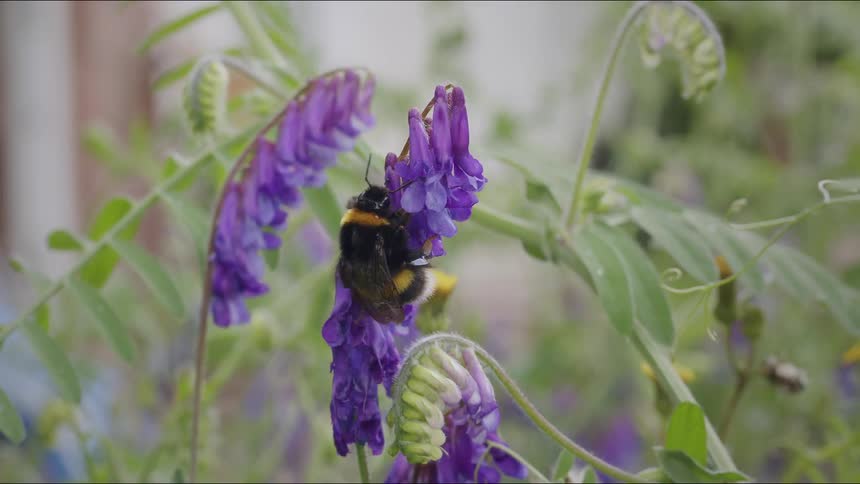 A macro shot of a fluffy bumblebee collecting nectar from a vibrant purple flower in a garden