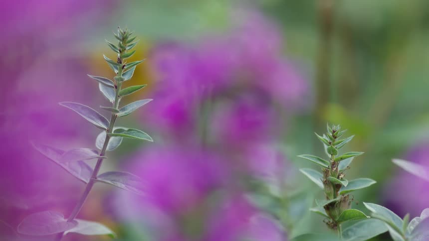 A tranquil close-up of green plant stems set against a beautifully blurred background of purple flowers