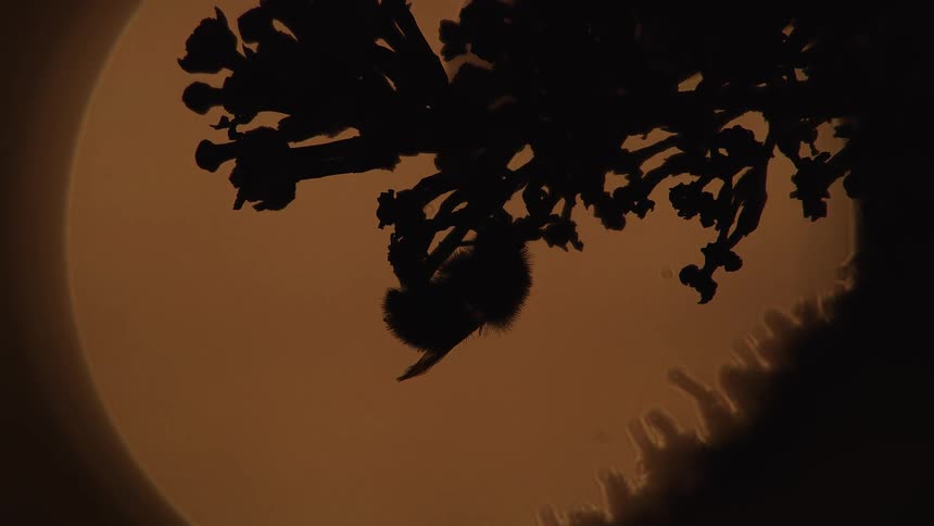 A silhouetted bumblebee rests peacefully on a flower branch, backlit by a warm, glowing orb