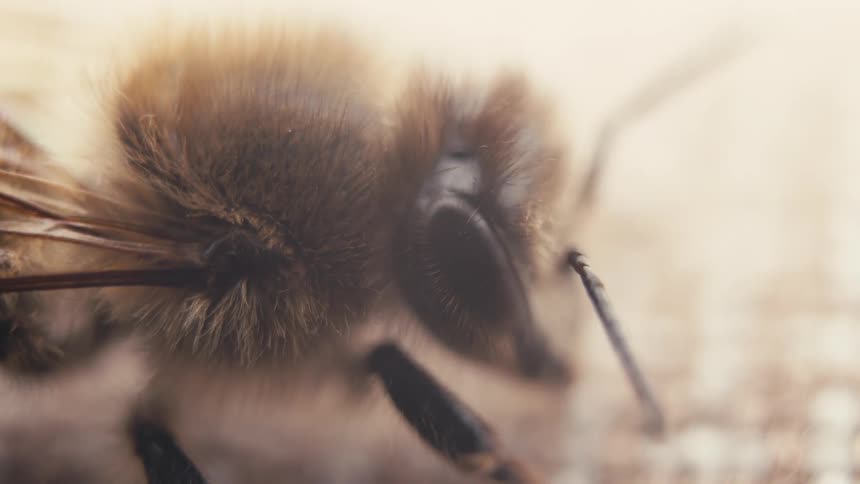A stunning macro cinemagraph captures the intricate details of a still honeybee's fuzzy head and compound eye