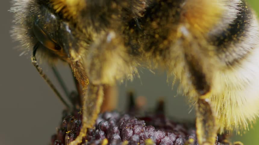 An extreme macro shot captures a fuzzy bumblebee covered in tiny grains of yellow pollen while on a flower