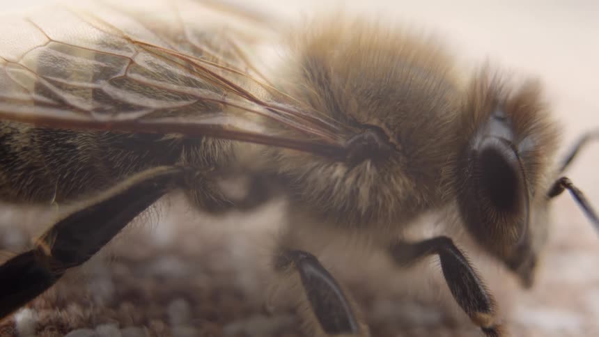 A still honey bee seen in a detailed macro close-up, revealing its hairy body and delicate wings
