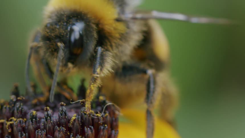 An extreme macro close-up shot of a furry bumblebee covered in pollen while pollinating a vibrant yellow flower