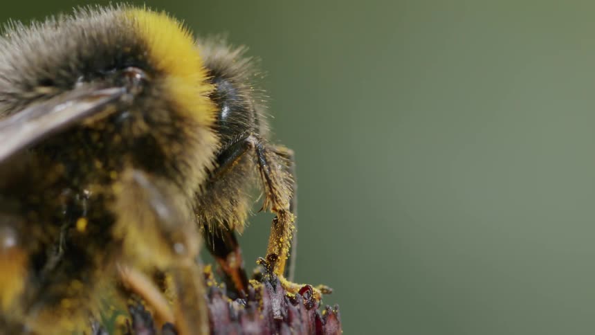 An extreme close-up macro shot of a fuzzy bumblebee covered in yellow pollen as it feeds on a purple flower