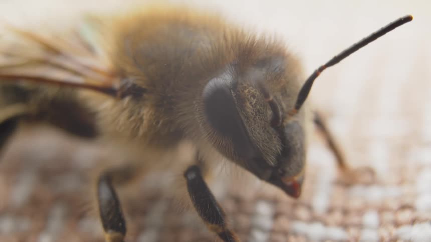An extreme macro close-up of a furry honeybee shows its intricate details, including its large compound eye and moving antennae