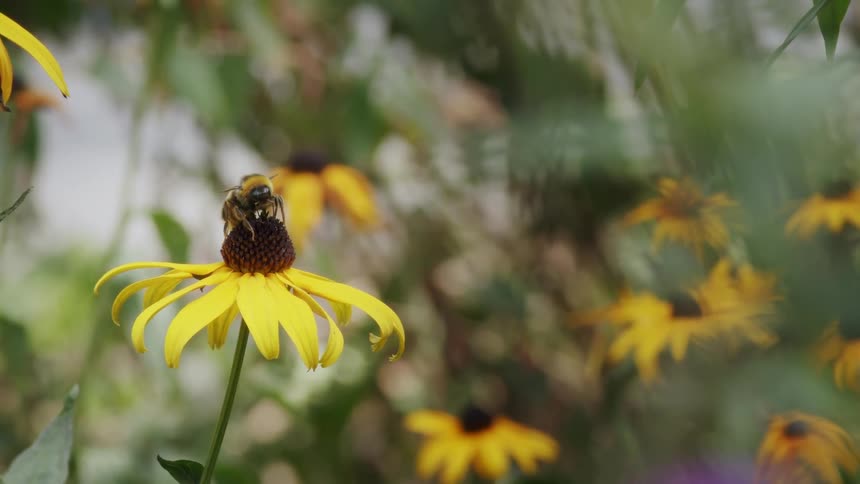 A honey bee pesters a larger bumblebee on a yellow coneflower until it finally flies away in slow motion