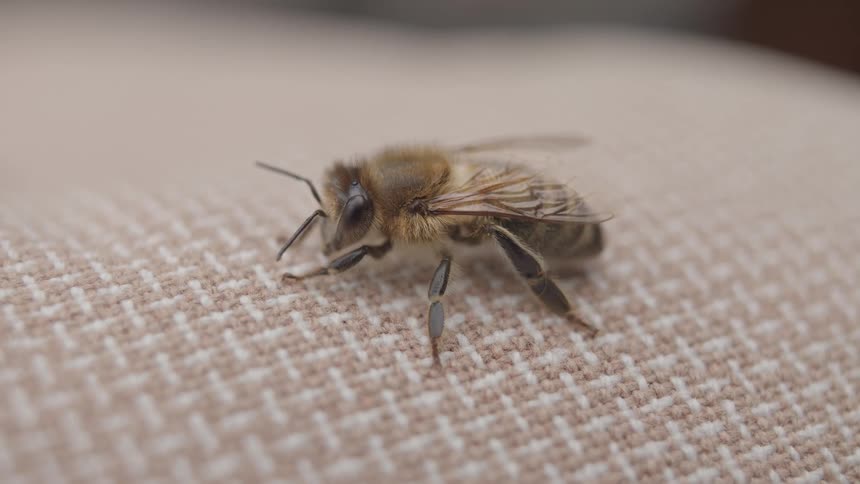 An extreme macro close-up of a single honeybee resting on a textured fabric surface