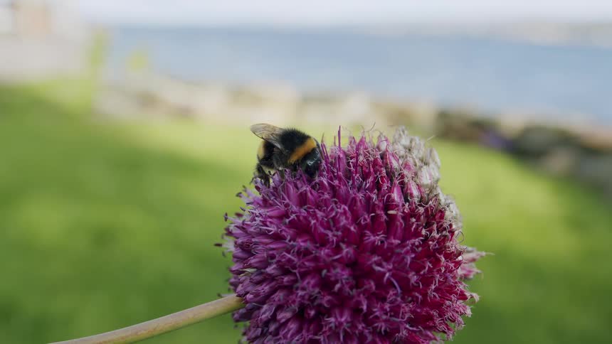 A close-up of a bumblebee pollinating a purple allium flower in a garden next to a lake