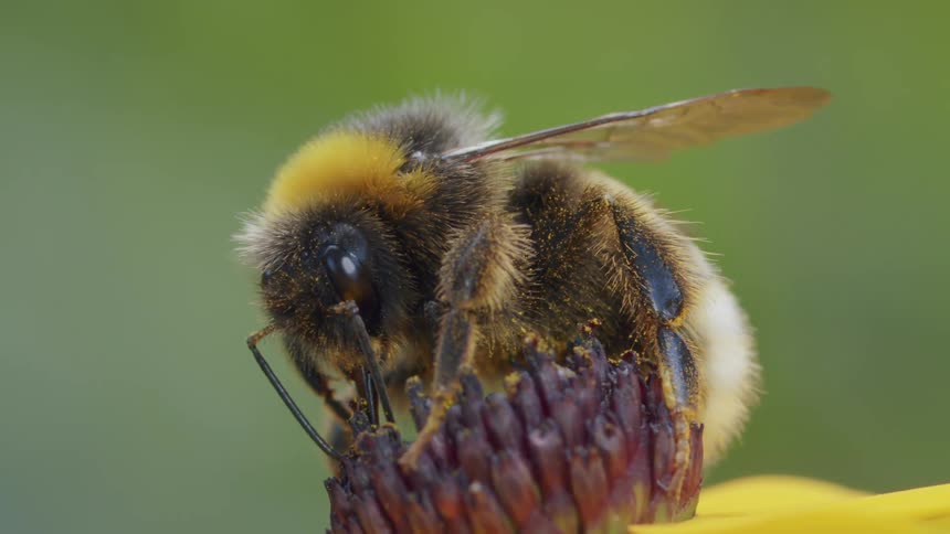 A detailed macro shot shows a fuzzy bumblebee with a white tail collecting nectar from the center of a flower