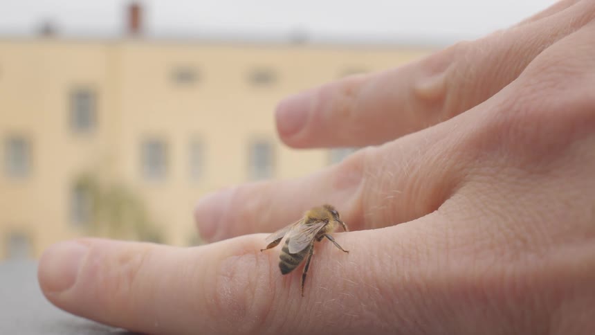 A honeybee calmly rests on a person's hand, cleaning its antennae in a close-up shot with an urban building in the background