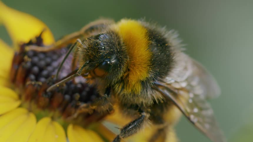 A macro slow-motion shot shows a fuzzy bumblebee covered in pollen as it feeds on the center of a vibrant yellow flower