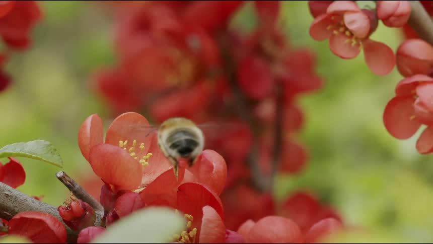 A fuzzy bee pollinates a vibrant red flower and takes flight in a stunning slow-motion macro shot